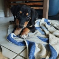 LIA, une vraie bouille d'amour, chienne à adopter