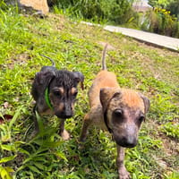 COOKIE la tite bouille à croquer, chien à adopter
