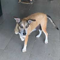 ANGEL la plus belle des merveilles, chienne à adopter