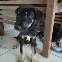 MAGGIE, une boule de bonheur !, chienne à adopter