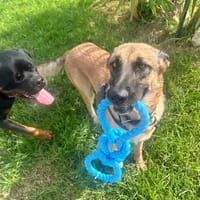 YINA, chienne à adopter