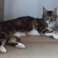 TEAA, chatte à adopter