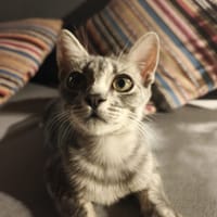 BEINTO, chat à adopter