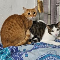 PIPO et FELIPE, chat à adopter
