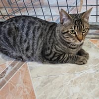 OREO, chat à adopter
