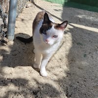 FENDI, chatte à adopter