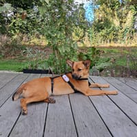 Joseph, chien à adopter