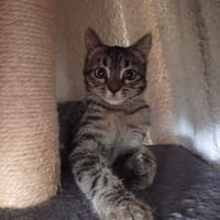 Bohème, chatte à adopter