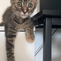 Furia, chatte à adopter