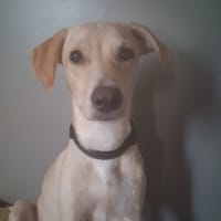 STAR, chien à adopter