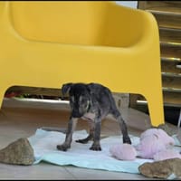 Jimmy, une  vraie légende, chien à adopter
