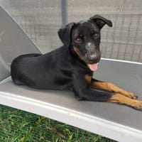 MANAHE, chienne à adopter