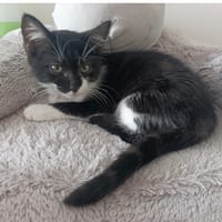 Biquette, chatte à adopter