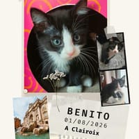 Benito, chat à adopter