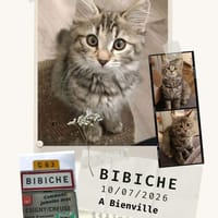 Bibiche, chatte à adopter