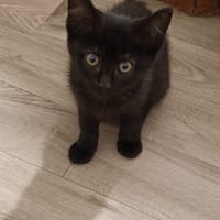 Bricole, chatte à adopter