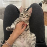 Mimi, chatte à adopter