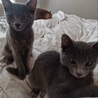 Stitch & Lilo, chatte à adopter