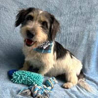 Lolek -Schüchterner kleiner Rüde mit großem Herz!, Hund zur Adoption