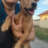 Endy- kleiner Bub mit ganz viel Quatsch im Kopf, Hund zur Adoption