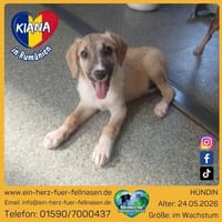 Kleine Kiana sucht große Liebe, Hündin zur Adoption