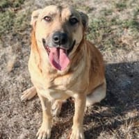 ❤ Amanda  eine sanfte Seele sucht ihre Familie fürs Leben, Hündin zur Adoption