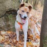 Sportlicher Schmusebär Tyson, Hund zur Adoption