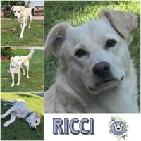 RICCI * Herzenshund für Herzensmensch, Hund zur Adoption