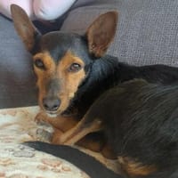 Heidi sucht Menschen mit Terrier Erfahrung, Hündin zur Adoption