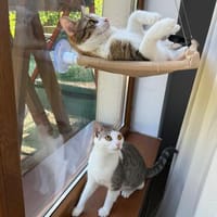 Wendy & Jenny Traumpärchen sucht Traumzuhause, Katze zur Adoption