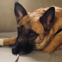 loyaler, sensibler RUMO, Hund zur Adoption