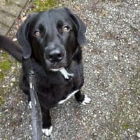 verschmuster und verspielter Junghund HUGO, Hund zur Adoption