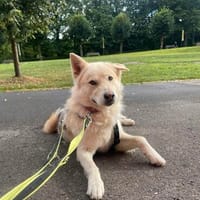 Jack, Hund zur Adoption