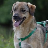 ruhige, menschenbezogene Alena sucht verlässliches Zuhause, Hündin zur Adoption