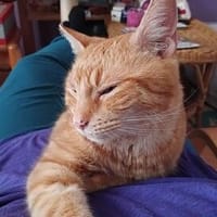 verschmuster Senior NEUS, Kater zur Adoption