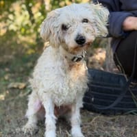 Hope -Kämpferherz Hope sucht sein Happy-End!, Hund zur Adoption