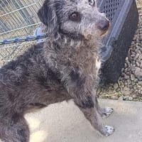 ❤ Suba sucht sein Zuhause fürs Leben ❤, Hund zur Adoption