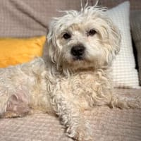 Teddy - süßer Bichon sucht sein Für-Immer-Zuhause, Hund zur Adoption