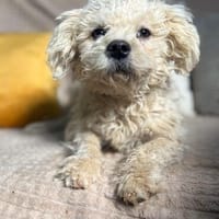 der kleine Toyo sucht sein Für-Immer-Zuhause, Hund zur Adoption