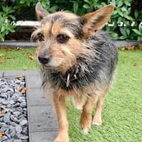 Mia, stubenrein, leinenführig, freundlich, Hündin zur Adoption