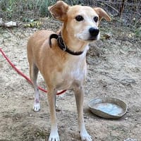 EROS, Hund zur Adoption