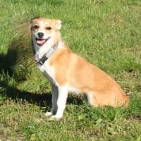Tini - Herzensfamilie gesucht, Hündin zur Adoption
