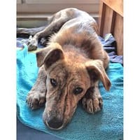 Aro - wartet in 74535 Mainhardt, Hund zur Adoption