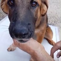 Mina, Hündin zur Adoption
