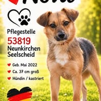 Nova - unglaublich freundlich & verschmust, Hündin zur Adoption