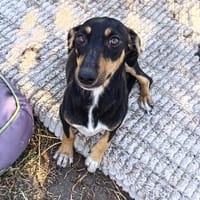 Ivy sucht ihre Zuhause, ihre Familie❤, Hündin zur Adoption