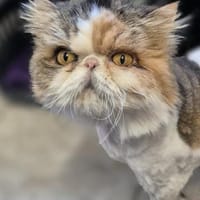 Imi, Katze zur Adoption