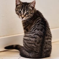 ***HILTI und TINE!***, Katze zur Adoption