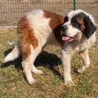 Anni sucht liebevolles Zuhause❤, Hündin zur Adoption