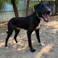 Lennon-sensibler Rüde auf der Suche nach Sicherheit im neuen, Hund zur Adoption